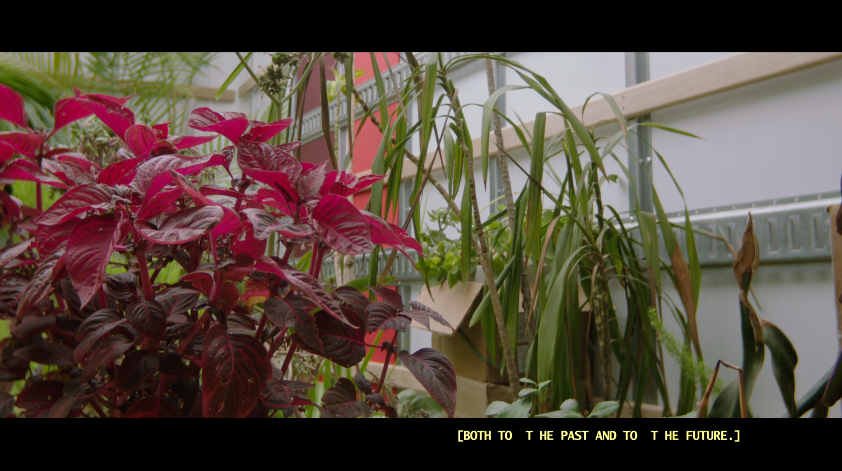 Cartel de la pelicula The Plants Are Protected